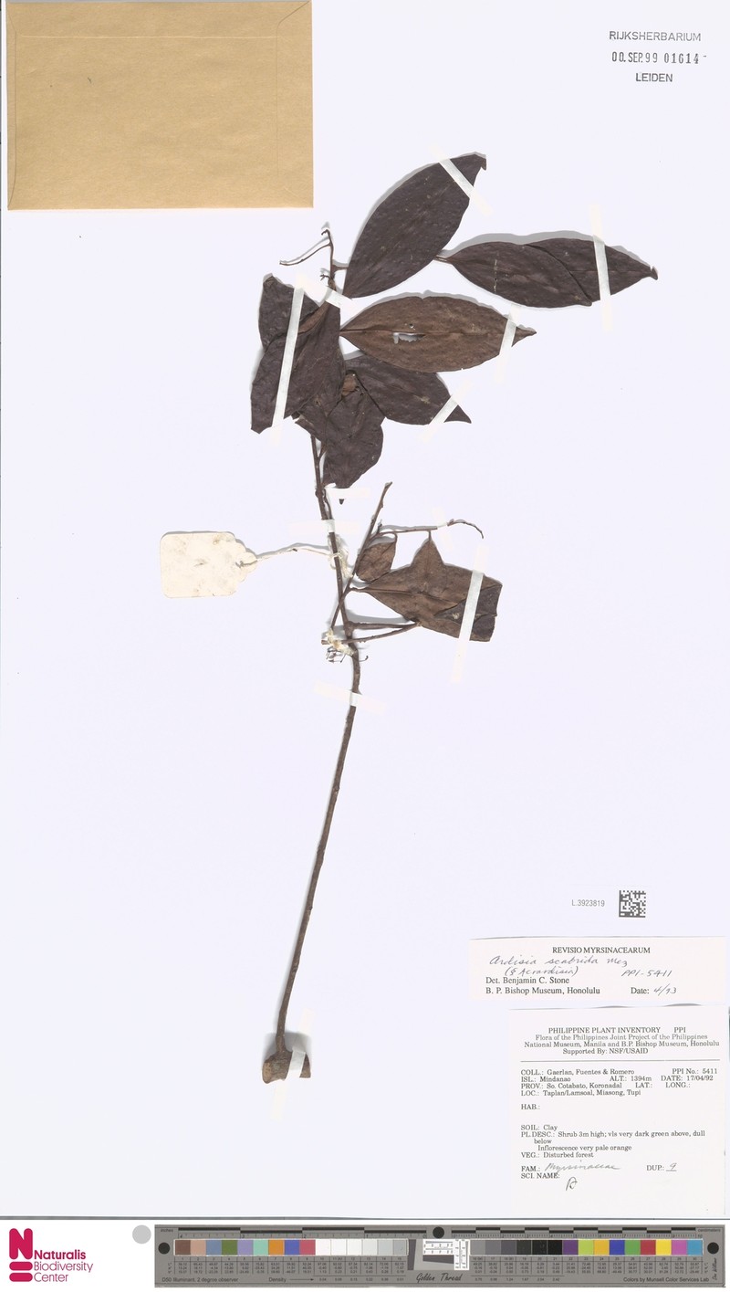 Ardisia scabrida photo 2