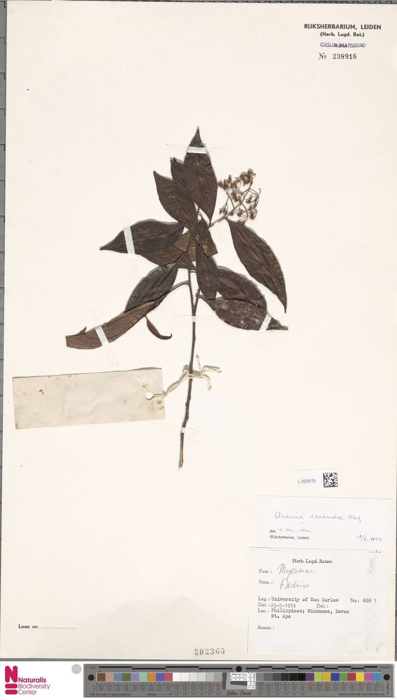Ardisia scabrida photo 3
