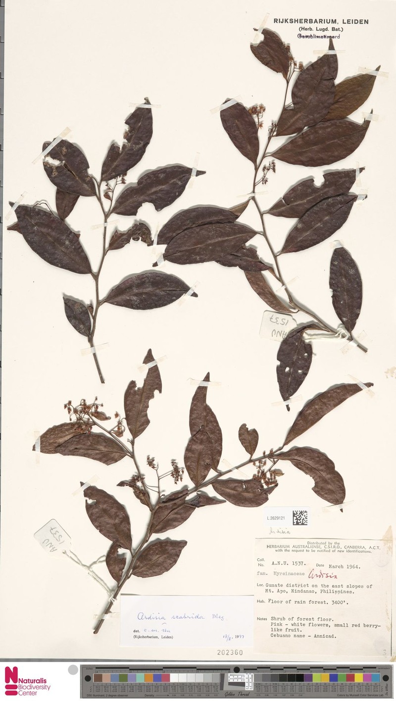 Ardisia scabrida photo 4
