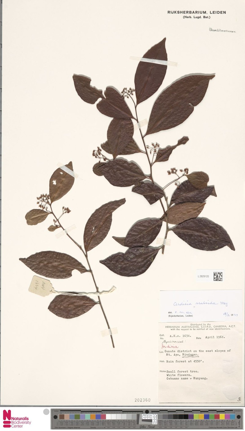 Ardisia scabrida photo 5