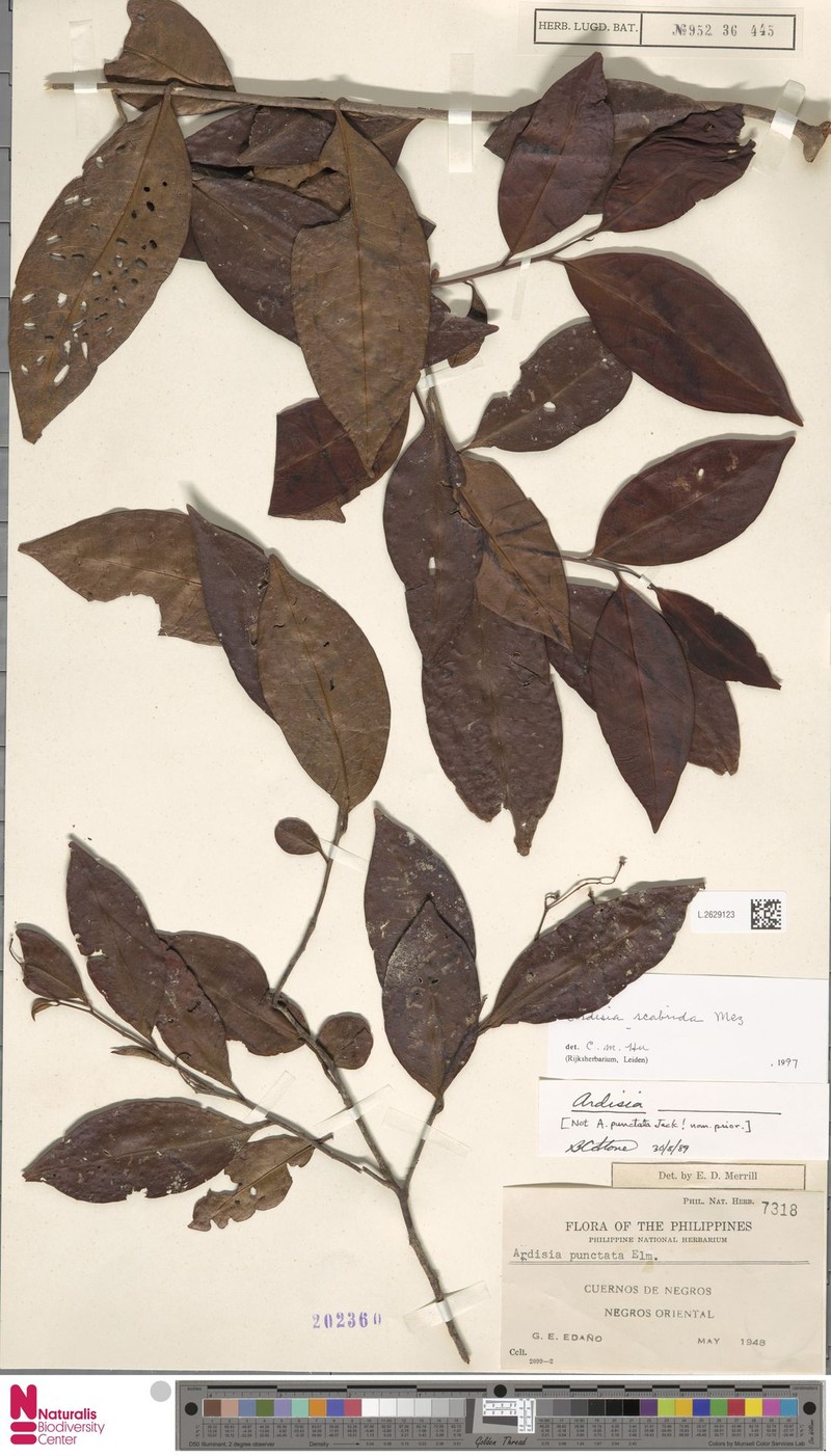 Ardisia scabrida photo 6
