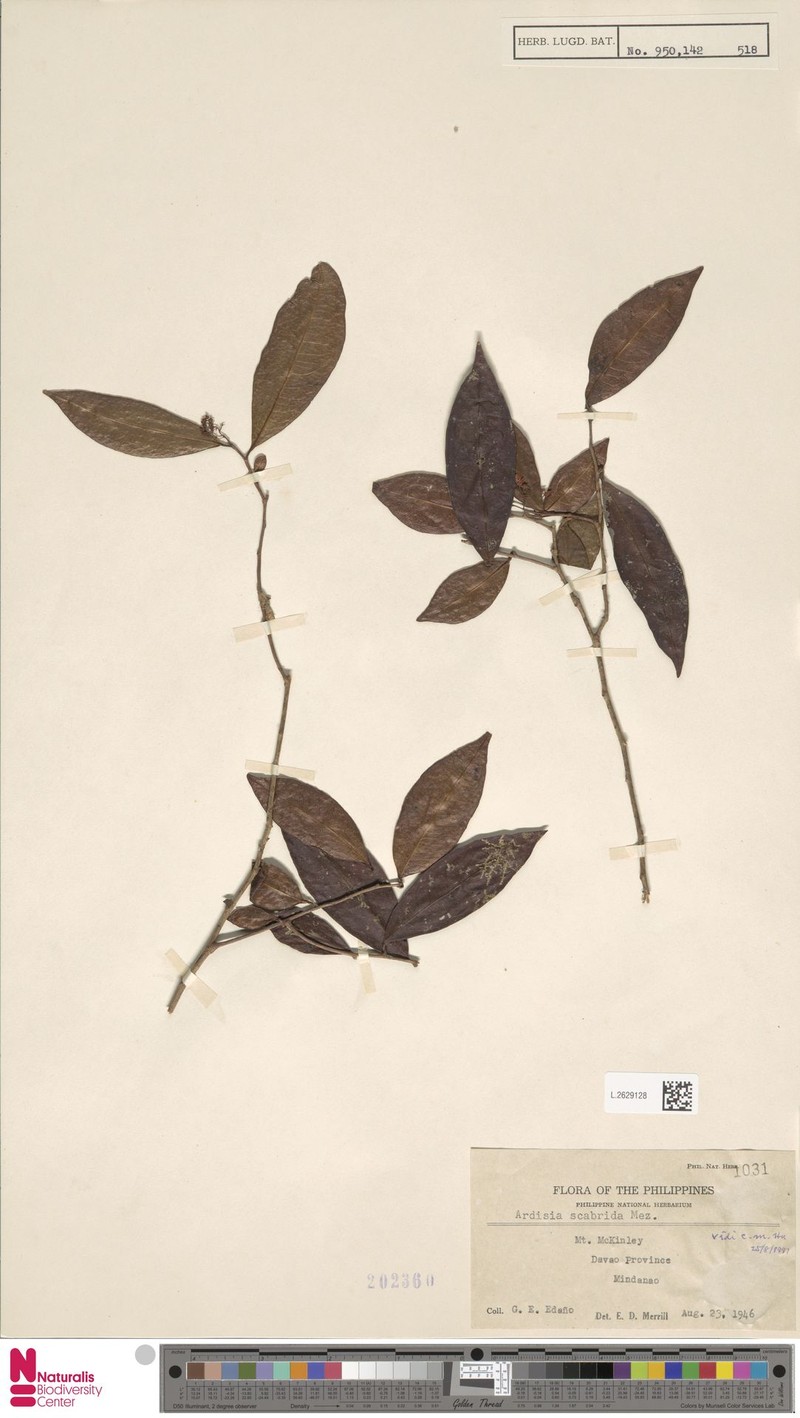 Ardisia scabrida photo 7
