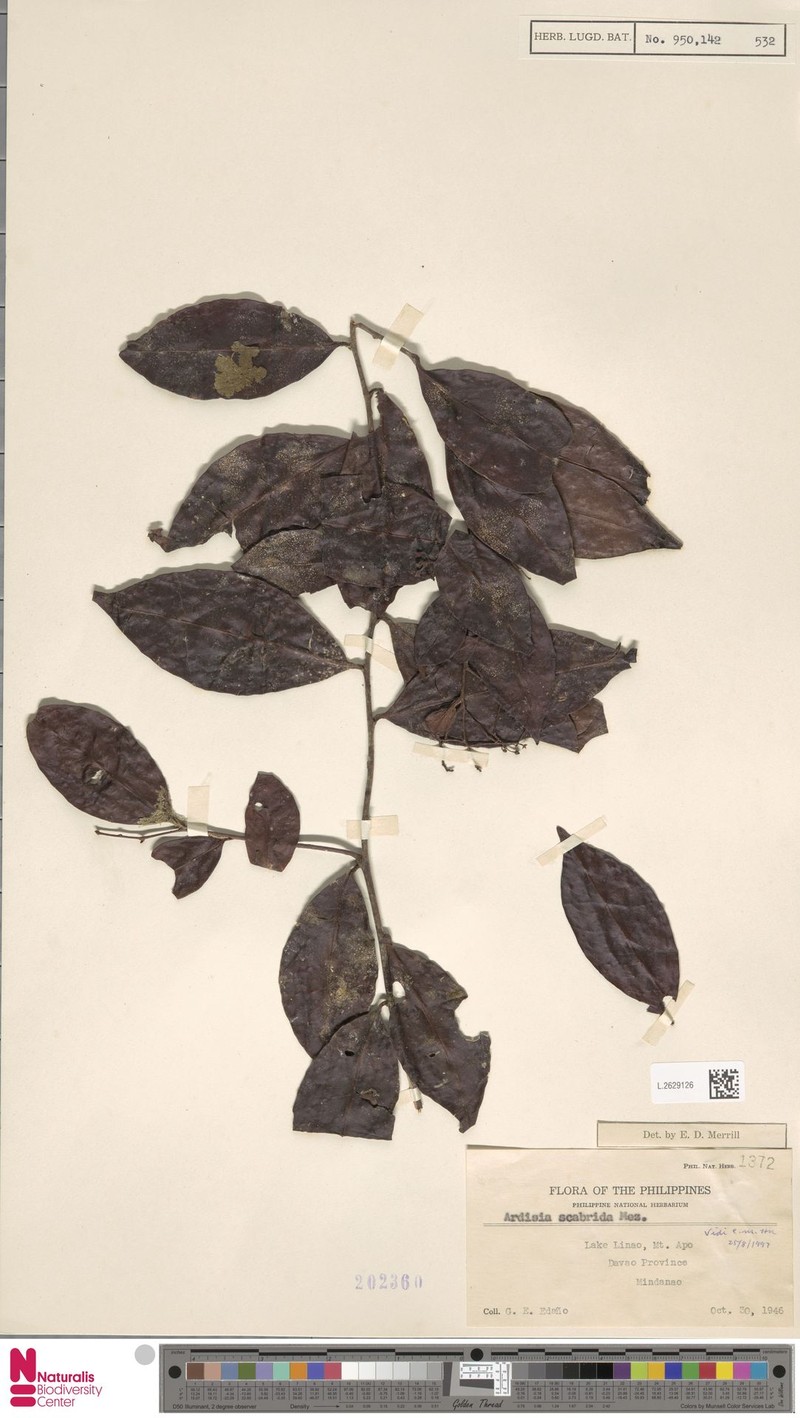 Ardisia scabrida photo 8