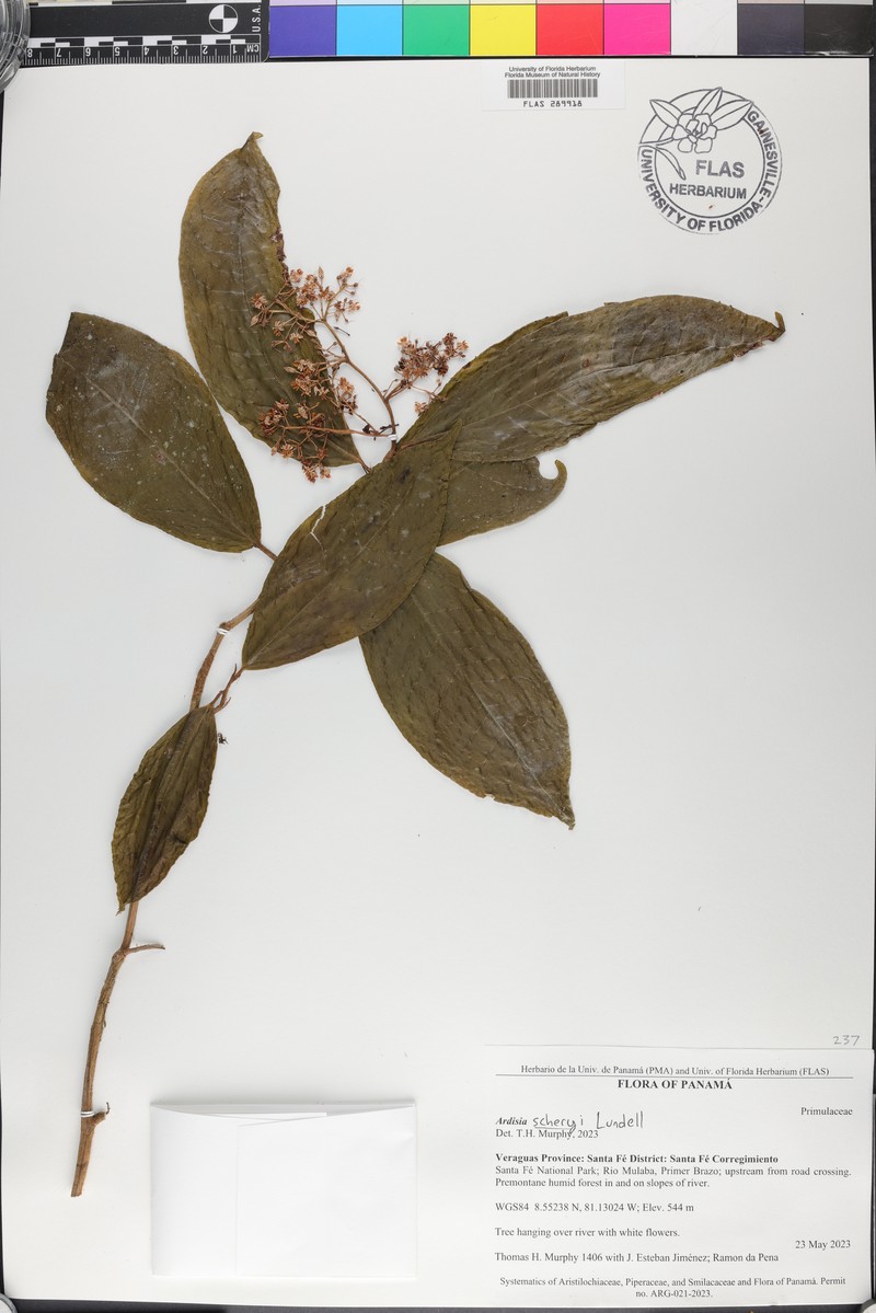 Ardisia scheryi