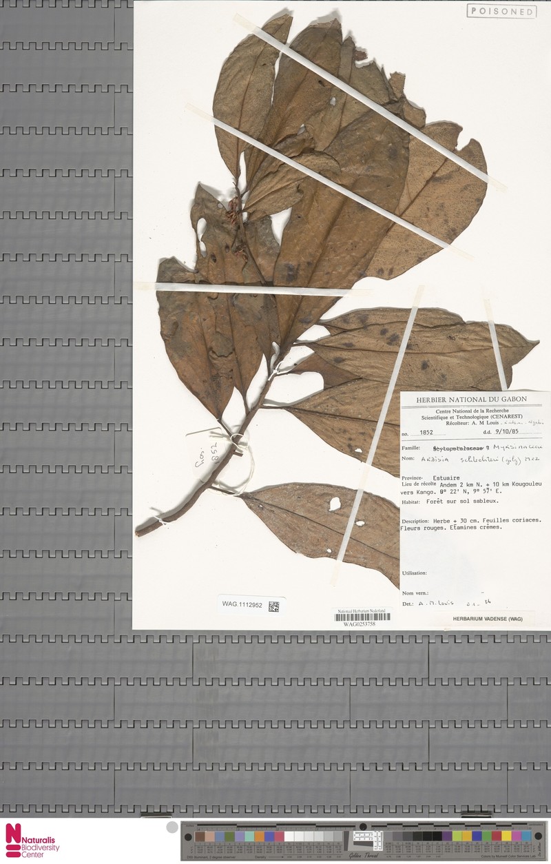 Ardisia schlechteri