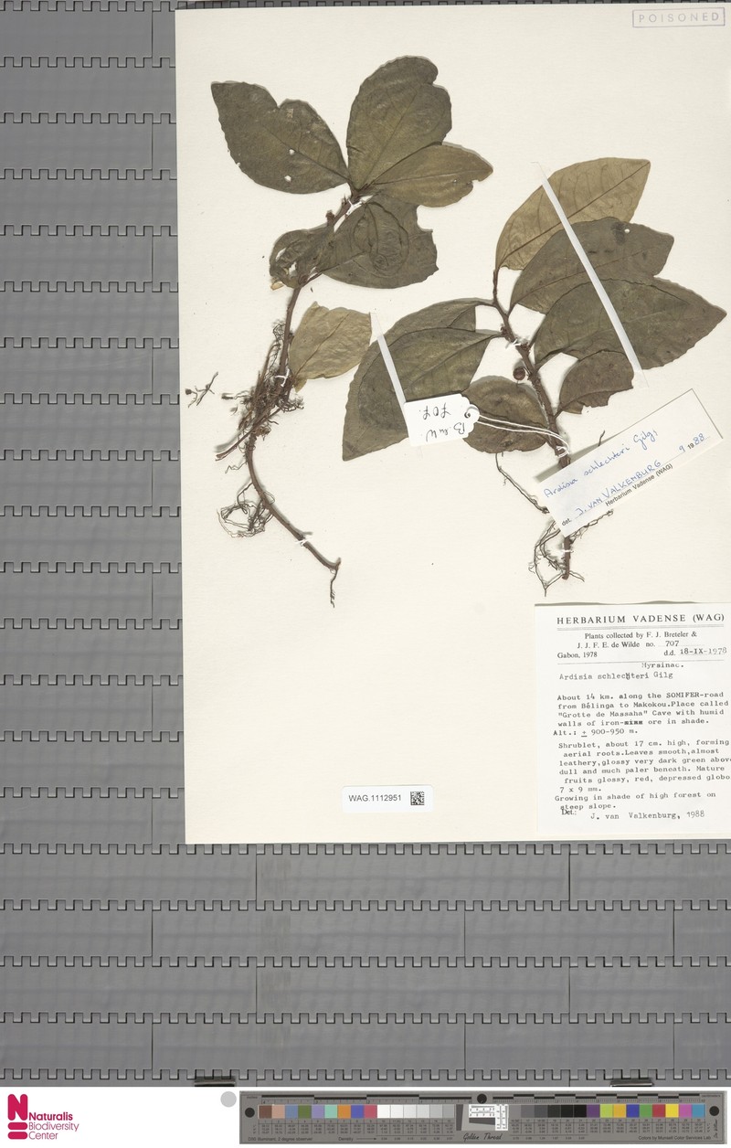 Ardisia schlechteri photo 2