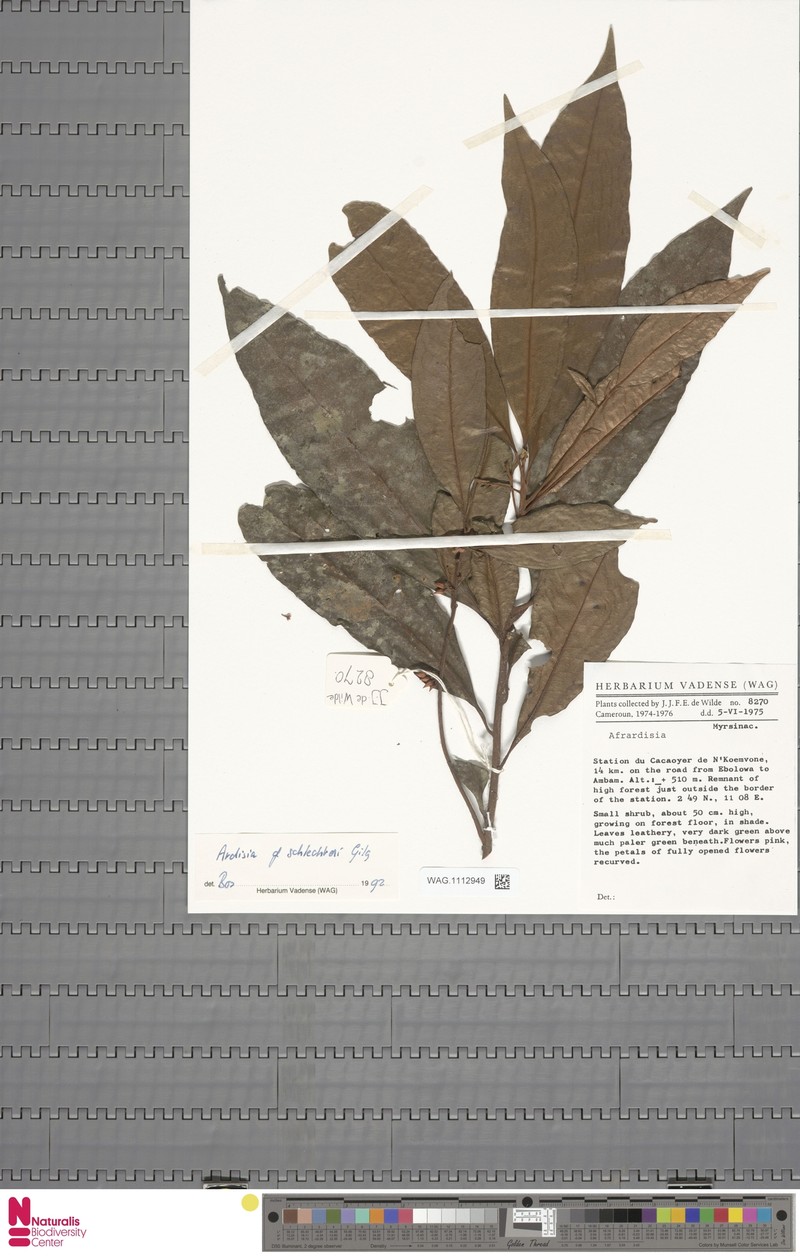 Ardisia schlechteri photo 4