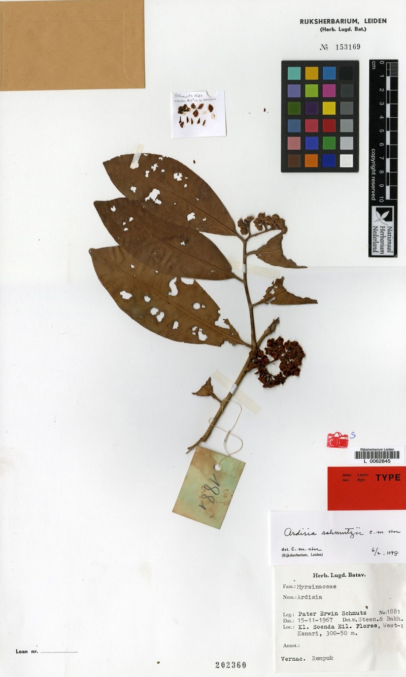 Ardisia schultzei