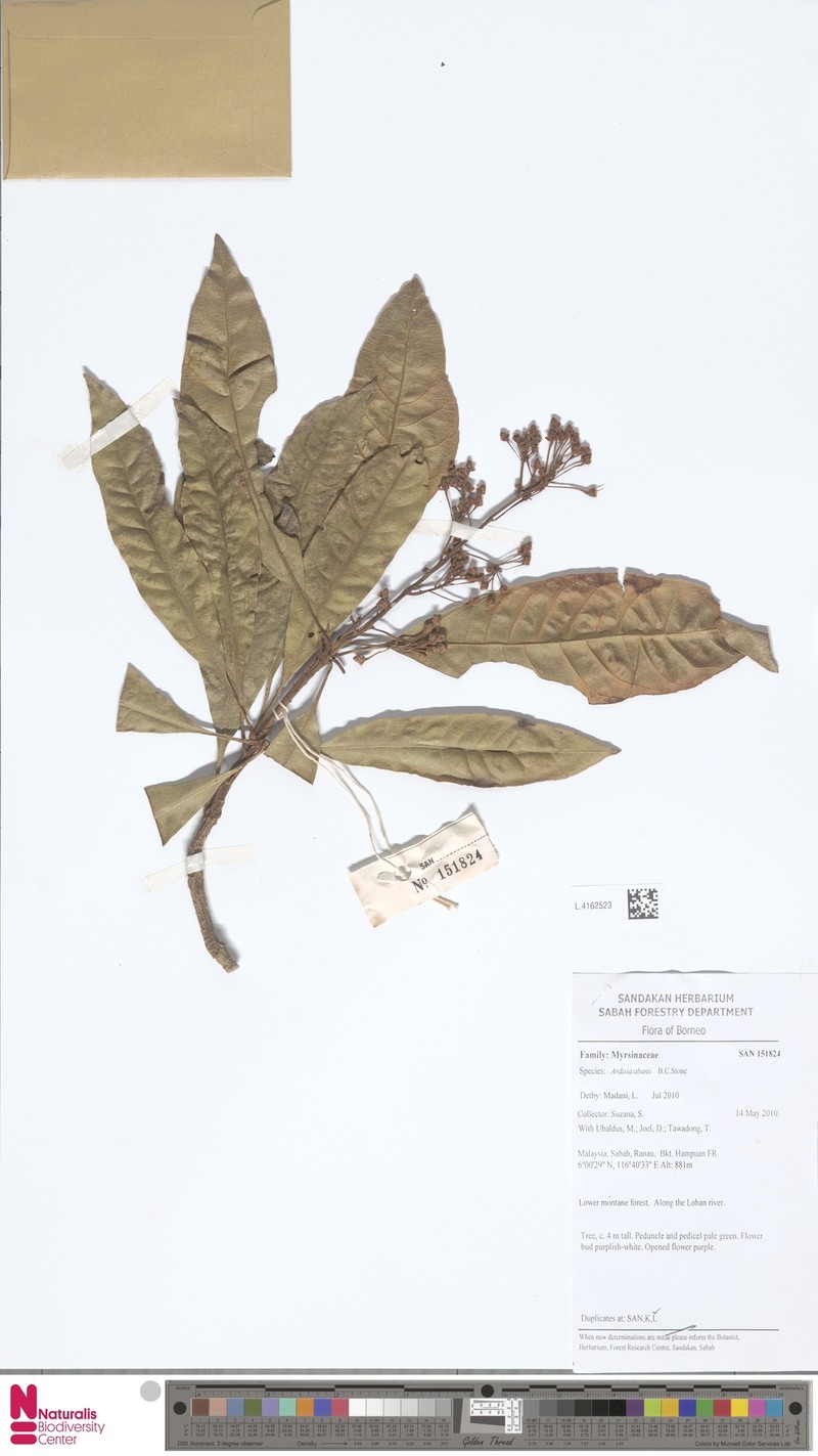 Ardisia serrata
