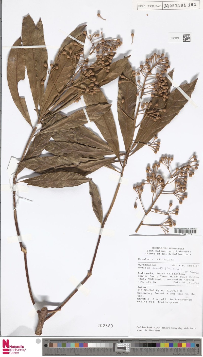 Ardisia serrata photo 2