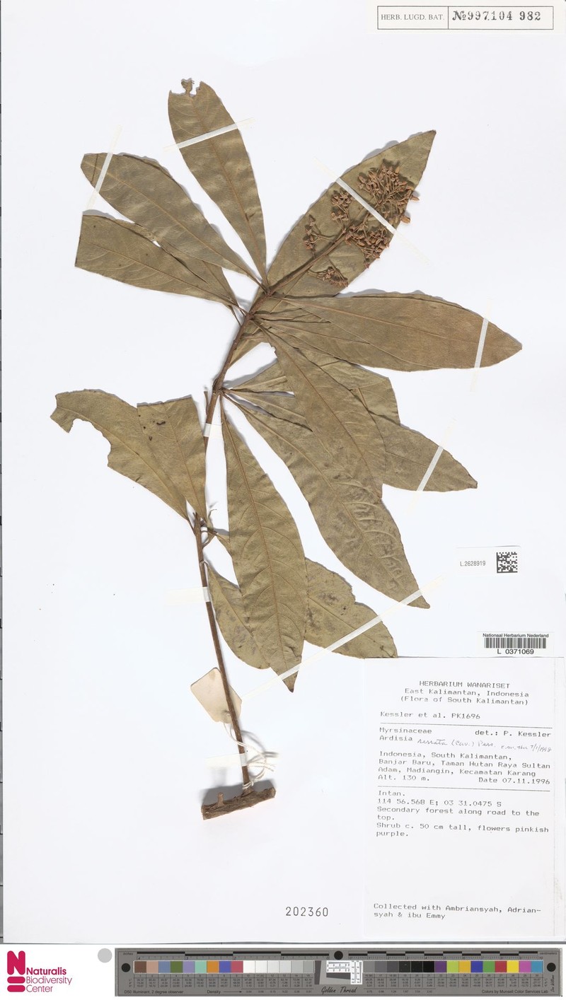 Ardisia serrata photo 3