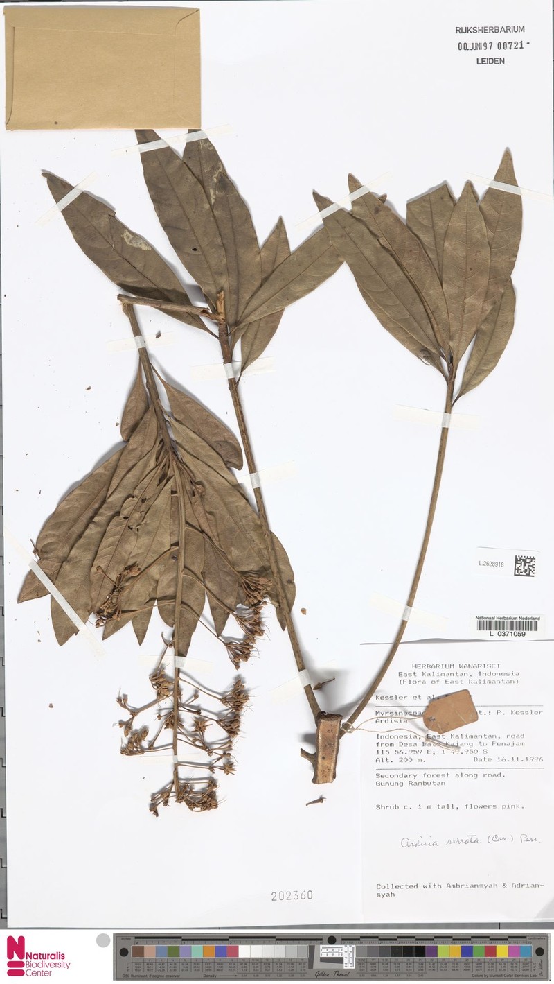 Ardisia serrata photo 4