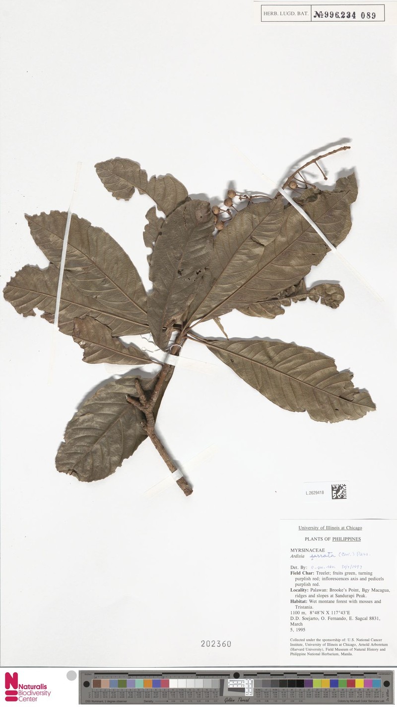 Ardisia serrata photo 5