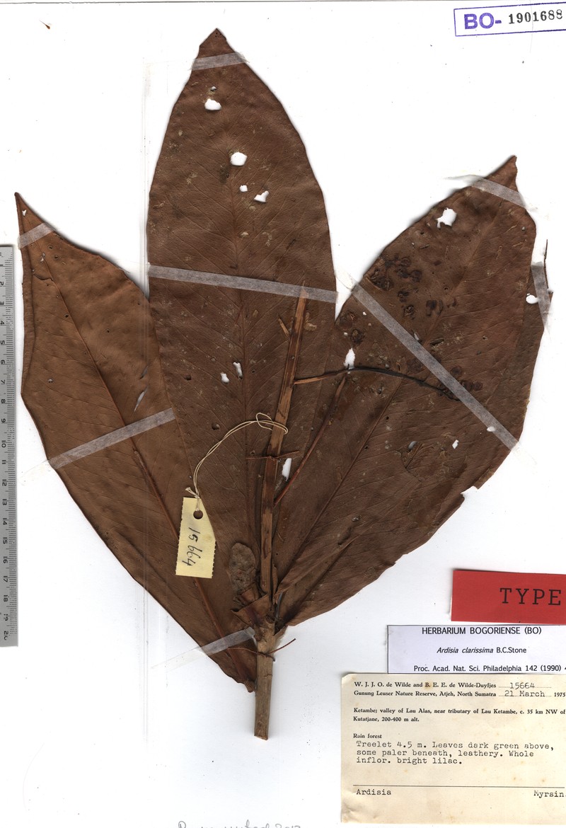 Ardisia sessilifolia