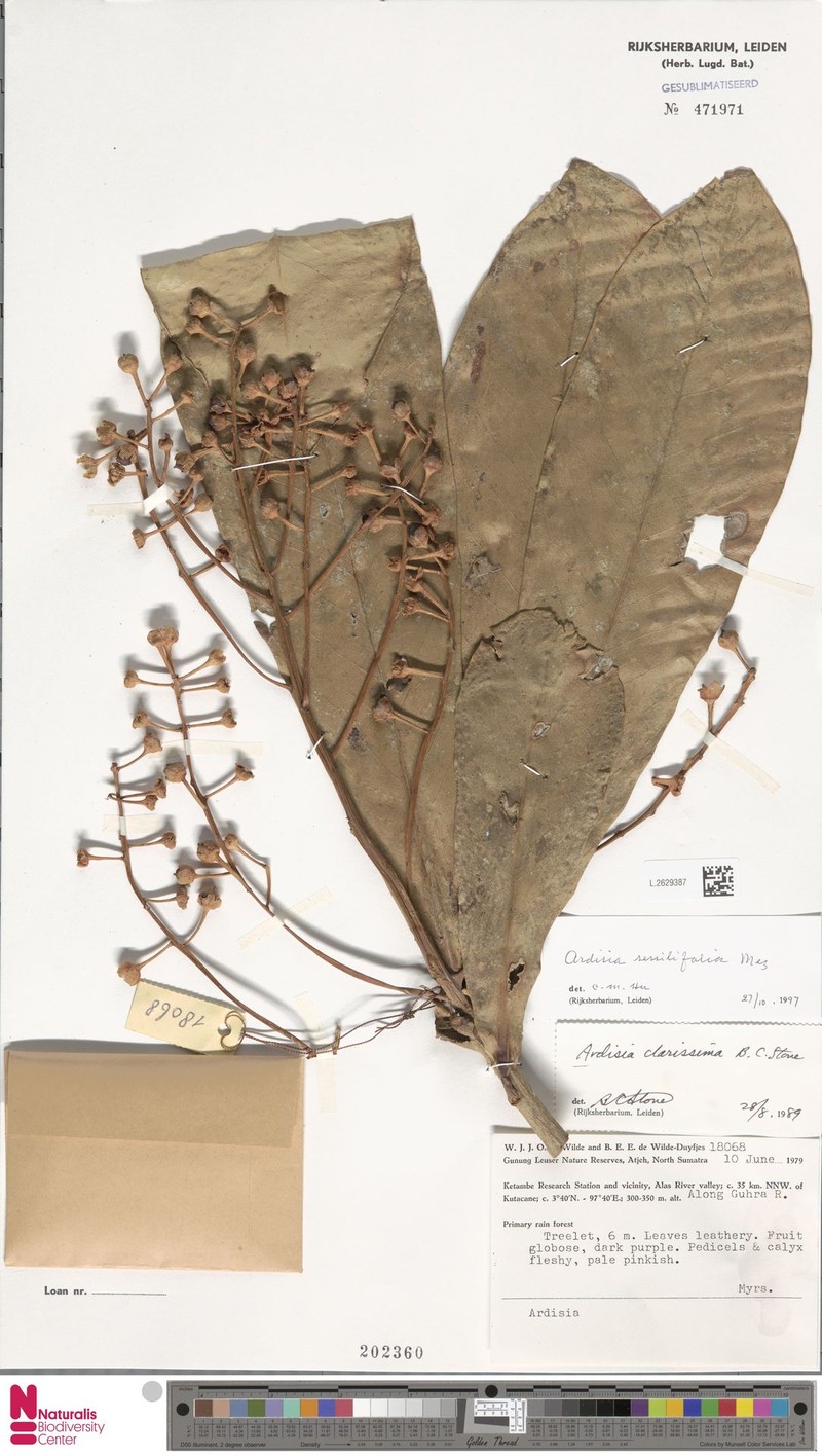 Ardisia sessilifolia photo 2