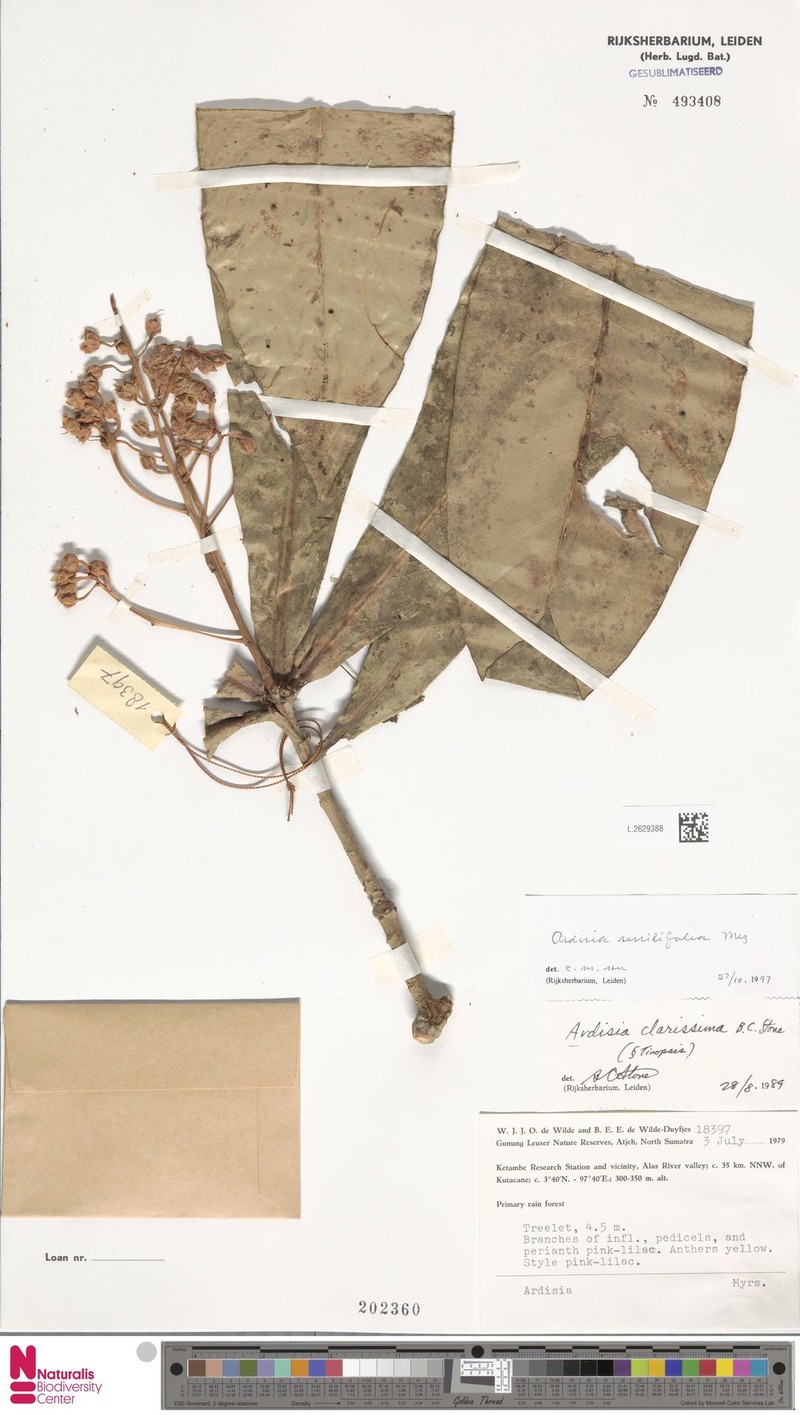 Ardisia sessilifolia photo 3