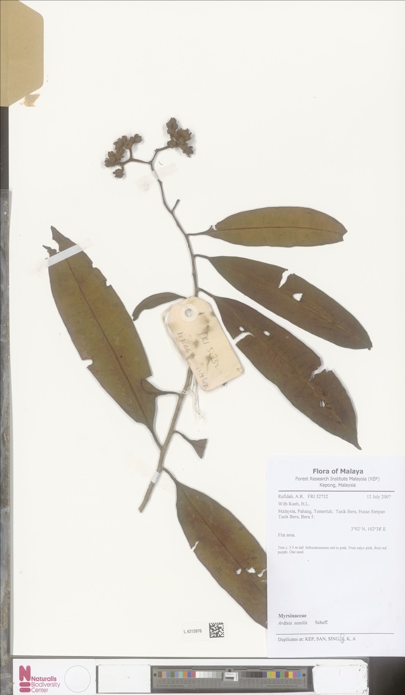 Ardisia sessilis
