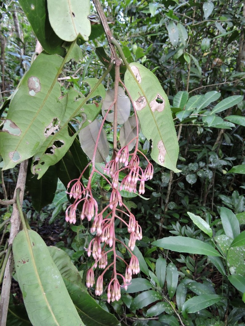 Ardisia sharoniae