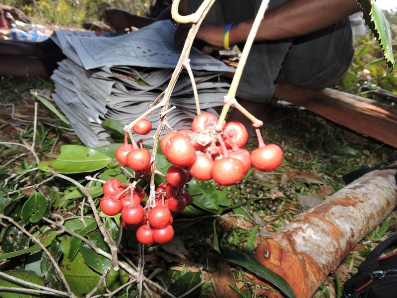 Ardisia sharoniae photo 2