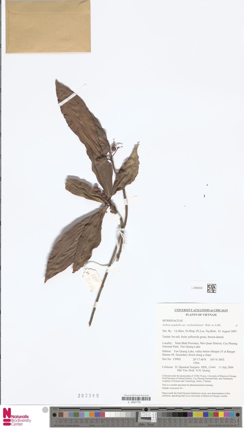 Ardisia siamensis photo 2