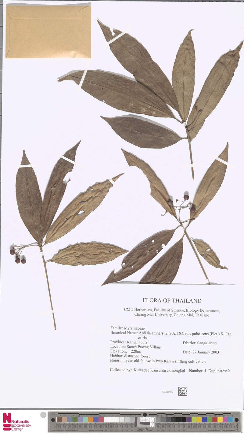 Ardisia siamensis photo 3