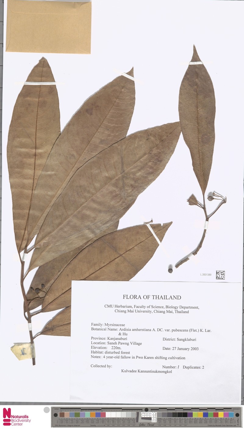 Ardisia siamensis photo 4