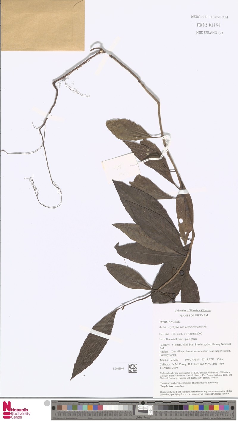 Ardisia siamensis photo 5