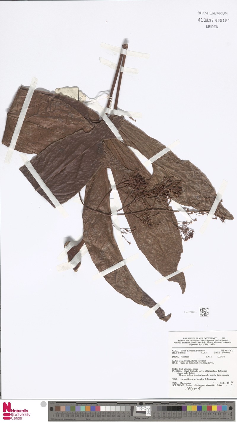 Ardisia sibulanensis