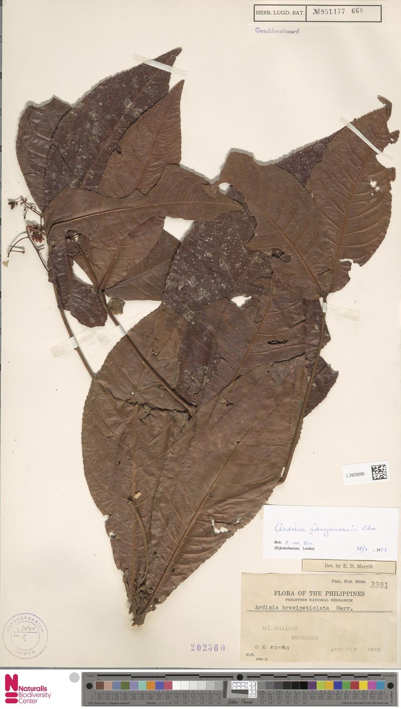 Ardisia sibuyanensis photo 2