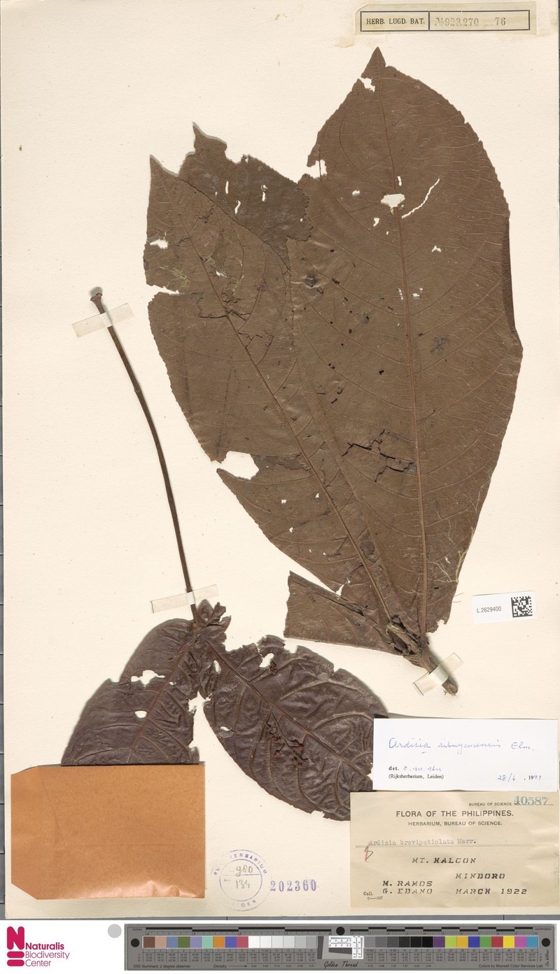 Ardisia sibuyanensis photo 3
