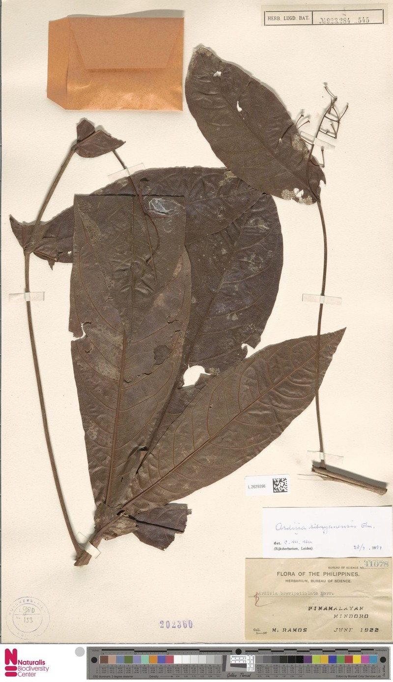 Ardisia sibuyanensis photo 4