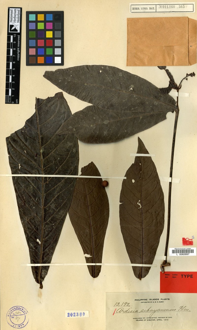 Ardisia sibuyanensis photo 5