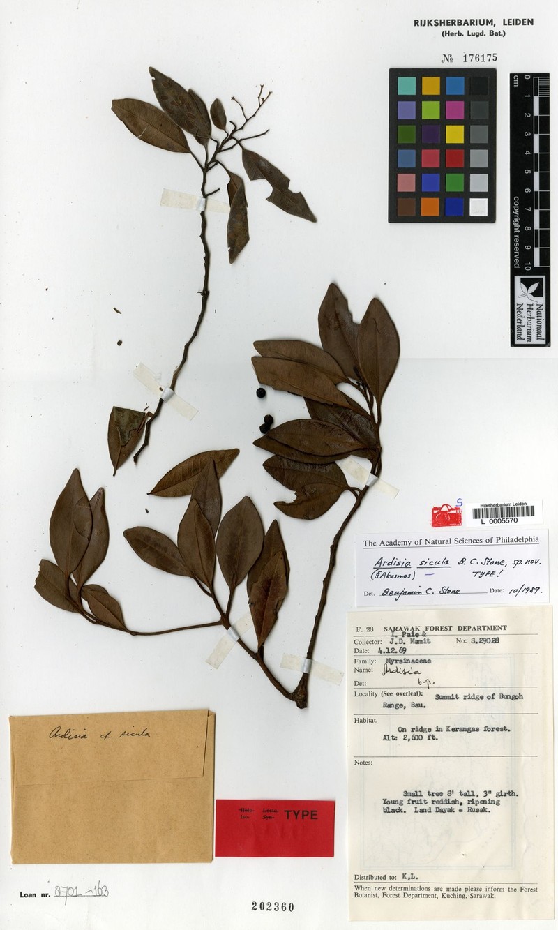 Ardisia sicula