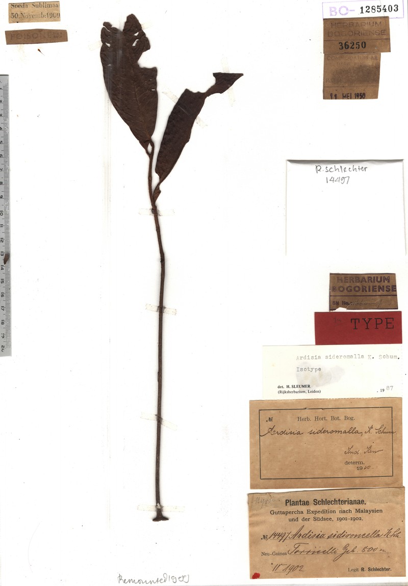 Ardisia sideromalla