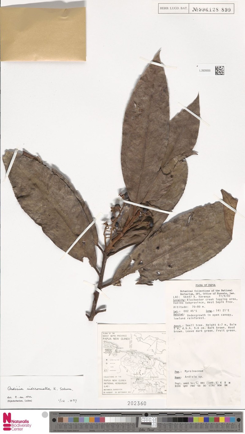Ardisia sideromalla photo 2