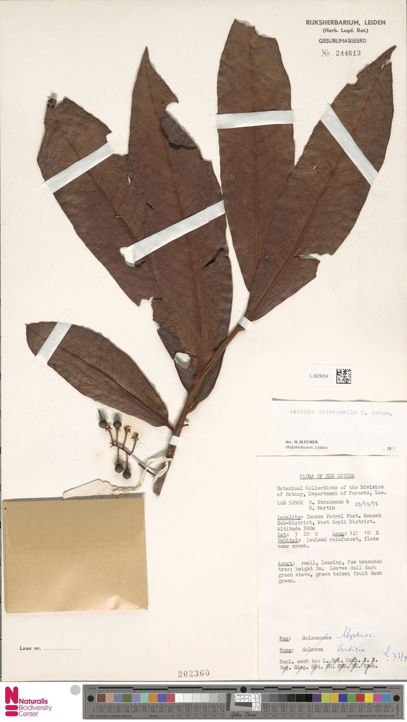 Ardisia sideromalla photo 3