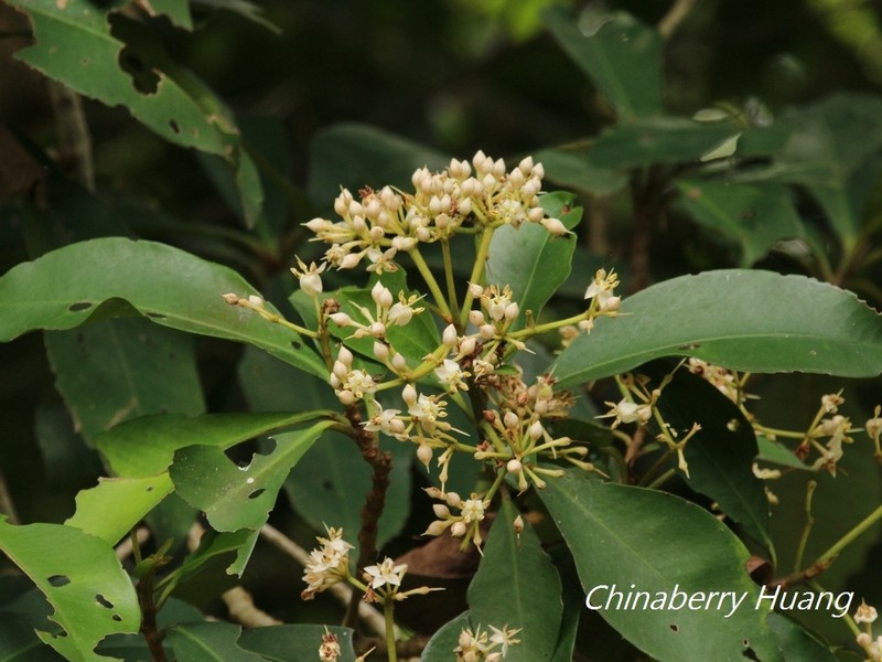 Ardisia sieboldii