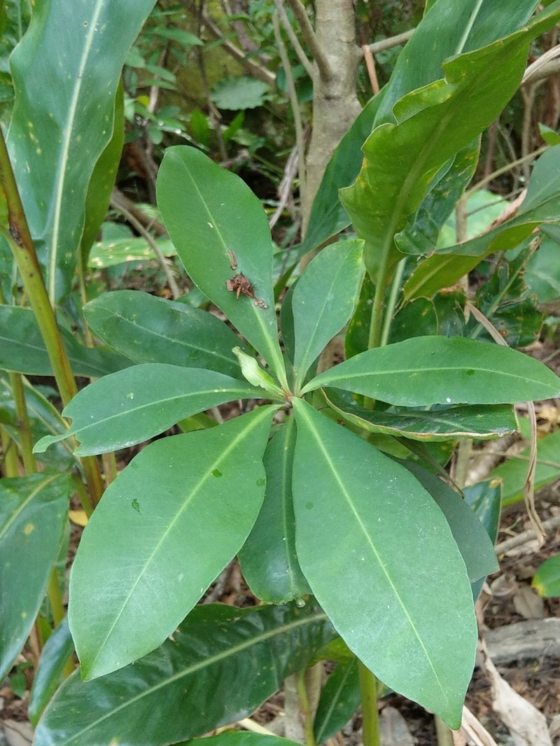 Ardisia sieboldii photo 2