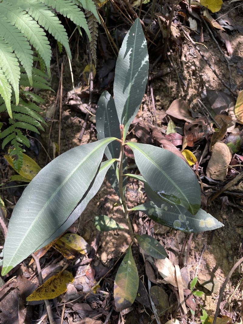 Ardisia sieboldii photo 3