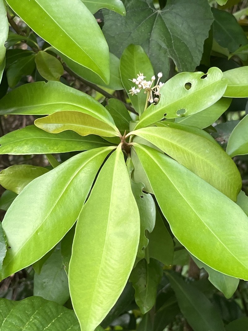 Ardisia sieboldii photo 4