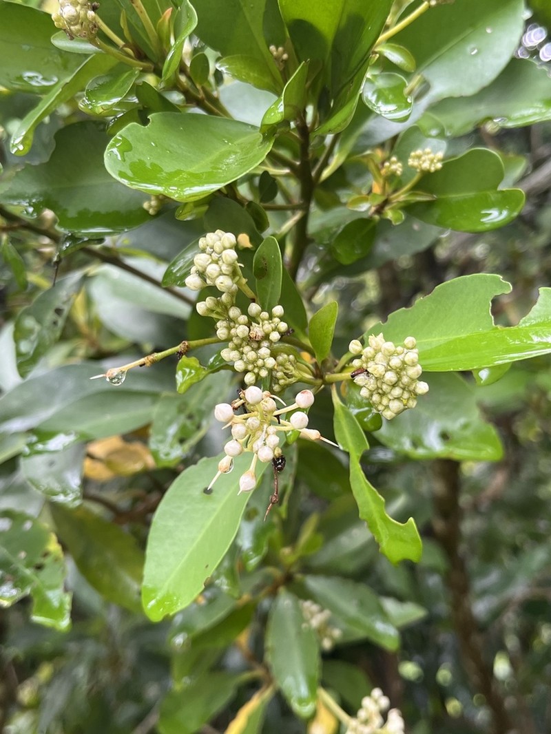 Ardisia sieboldii photo 5