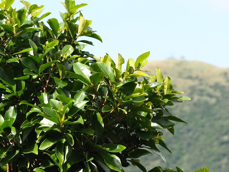 Ardisia sieboldii photo 6