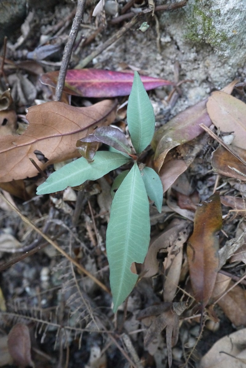 Ardisia sieboldii photo 7