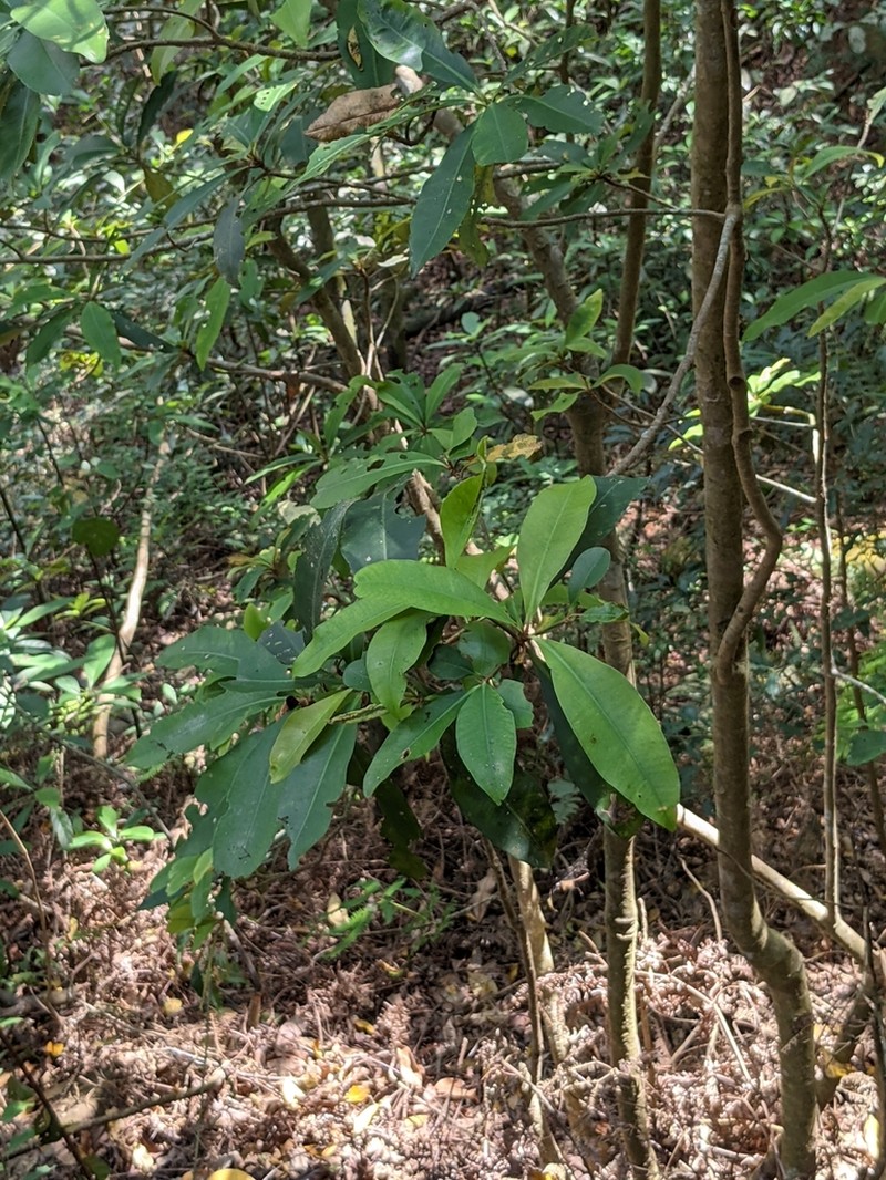 Ardisia sieboldii photo 8