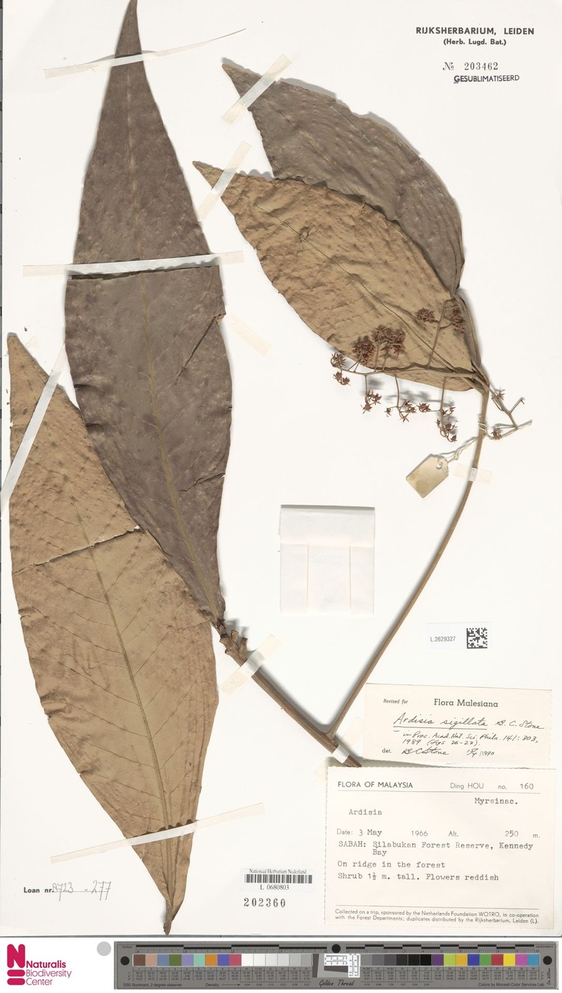 Ardisia sigillata