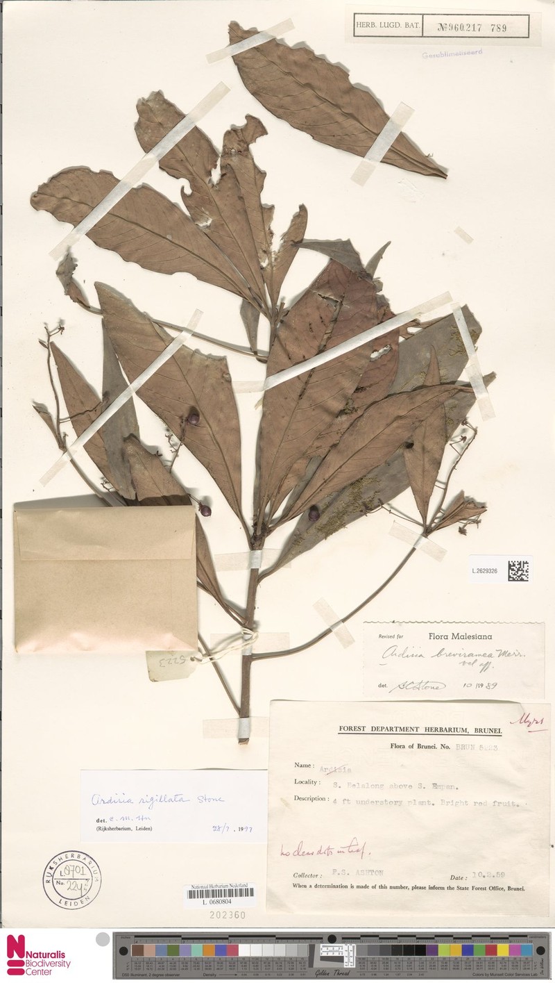 Ardisia sigillata photo 2