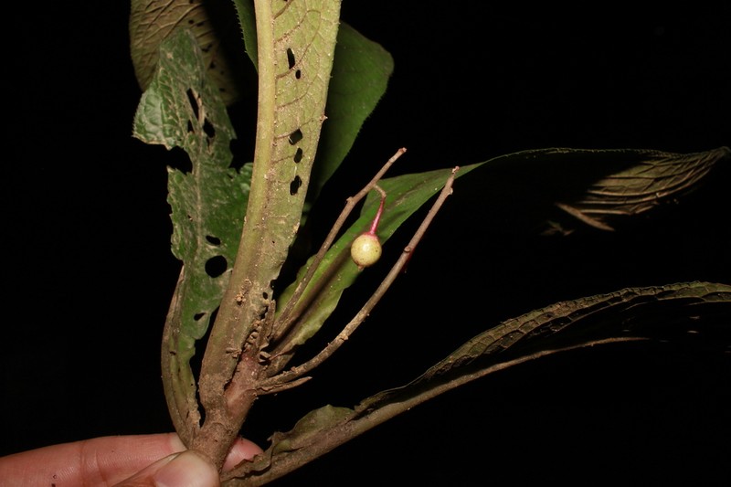Ardisia silvestris