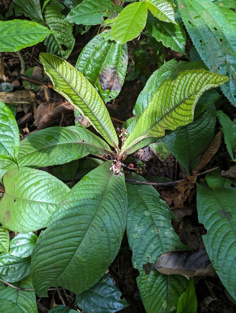 Ardisia silvestris photo 2