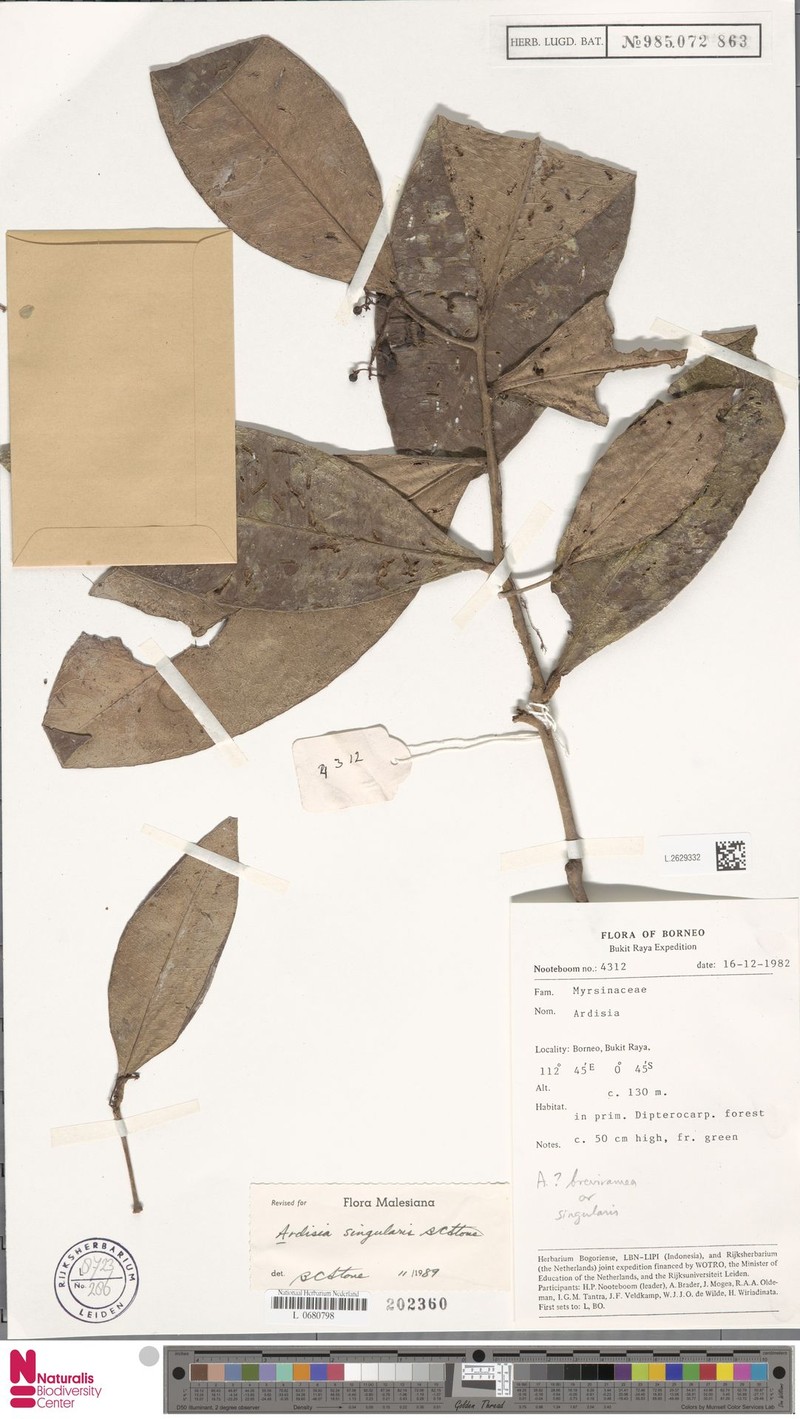 Ardisia singularis photo 3