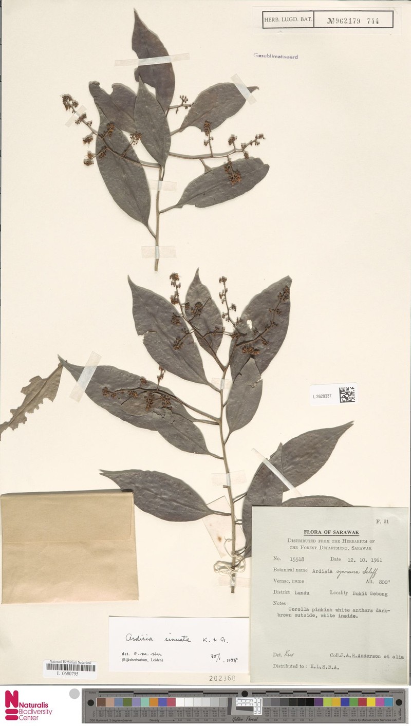 Ardisia sinuata photo 2